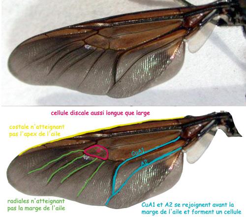 Hermetia illucens