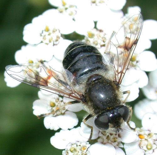 Réf. 14 528 : Eristalis rupium