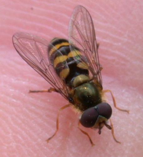 Eupeodes sp.