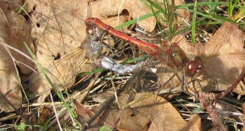 Sympetrum meridionale