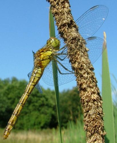 Sympetrum striolatum