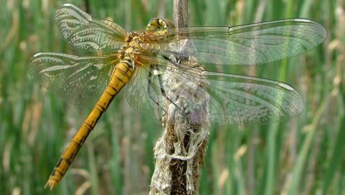 Réf. 14 969 : Sympetrum sp.