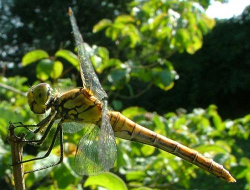 Sympetrum striolatum