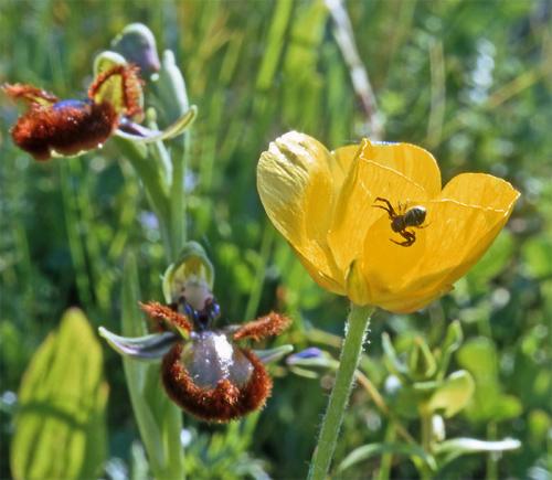 Synema globosum