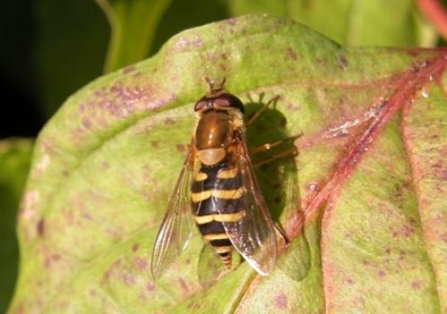 Réf. 14 630 : Syrphus sp.