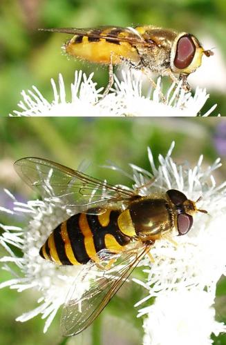 Réf. 14 869 : Syrphus vitripennis