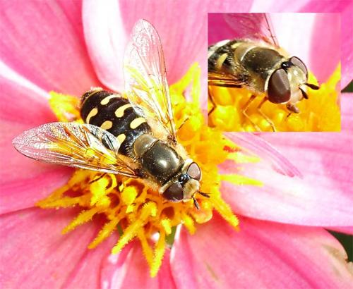Réf. 14 870 : Scaeva selenitica