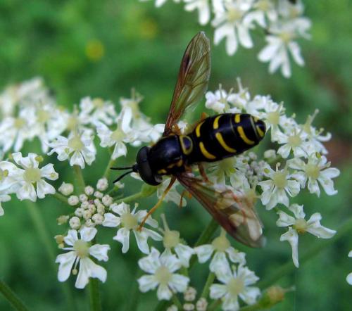 Chrysotoxum festivum