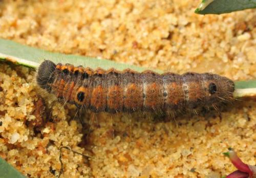 Clostera pigra