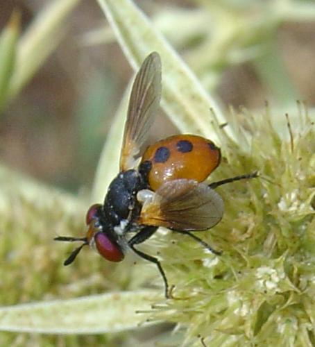 Réf. 14 312 : Gymnosoma sp.
