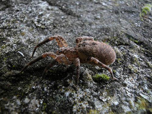 Zoropsis spinimana