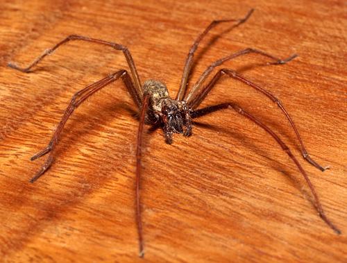 Réf. 14 216 : Tegenaria sp.