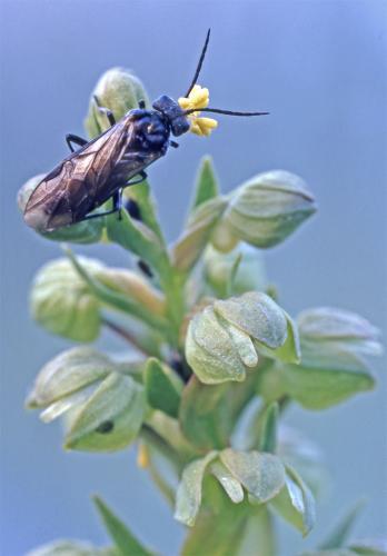 Dolerus sp.