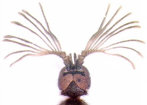 Ripidius abeillei