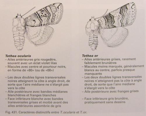 Tethea sp.