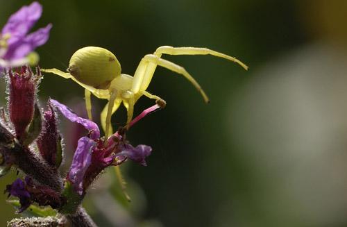 Misumena vatia