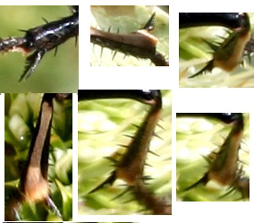 Palmodes occitanicus