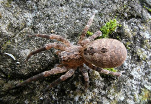 Réf. 14 719 : Zoropsis spinimana