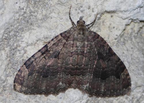 Réf. 14 919 : Triphosa dubitata