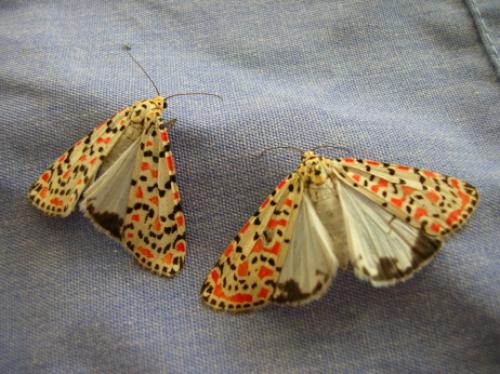 Réf. 14 818 : Utetheisa pulchella