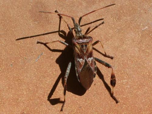 Leptoglossus occidentalis