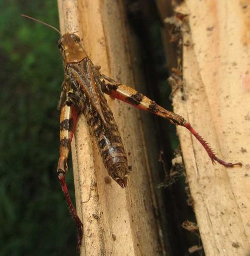 Calliptamus sp.