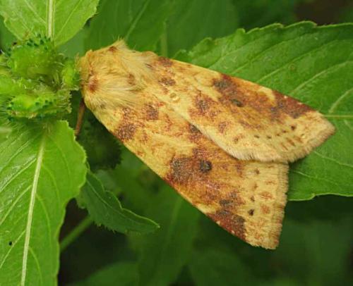 Réf. 14 228 : Xanthia icteritia