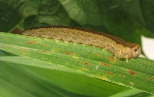 Tenthredopsis sp.