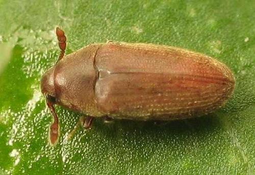 Trixagus sp.