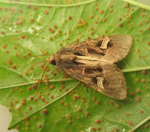 Réf. 14 573 : Trigonophora flammea