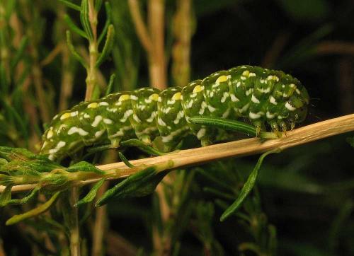 Réf. 14 010 : Anarta myrtilli