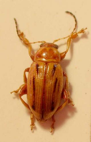 Arrhenocoela lineata
