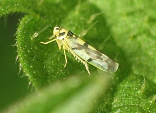 Réf. 14 151 : Eupteryx atropunctata