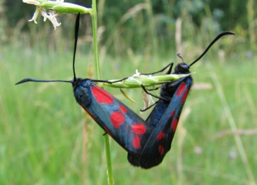 Réf. 14 344 : Zygaena viciae