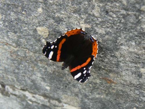 Vanessa atalanta