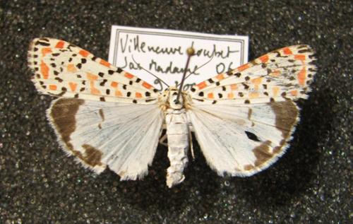 Réf. 14 845 : Utetheisa pulchella