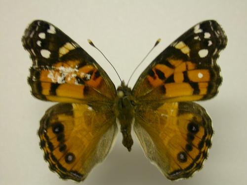 Vanessa virginiensis