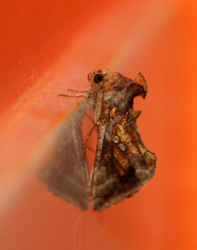 Chrysodeixis chalcites