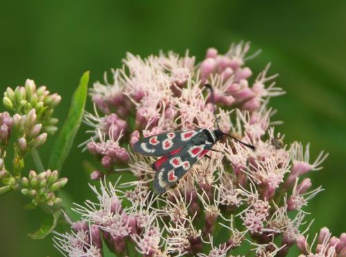 Zygaena occitanica