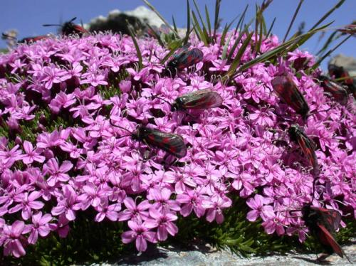 Réf. 14 383 : Zygaena exulans