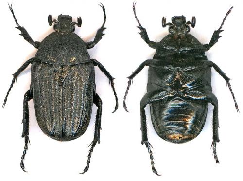 Réf. 14 423 : Lansbergia albonotata