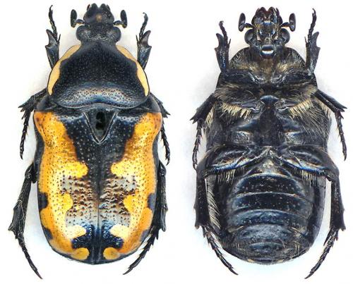 Phoxomela umbrosa
