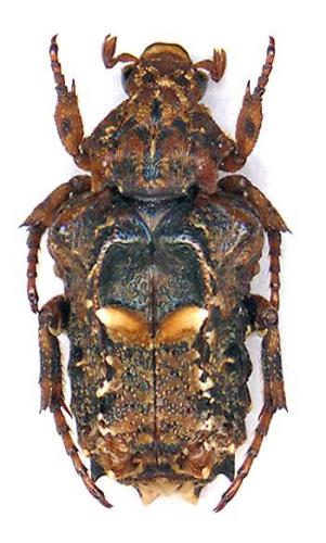 Réf. 14 422 : Nyassinus maculipes