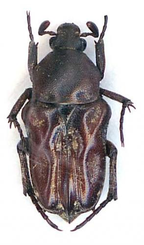 Rhagopteryx brahma