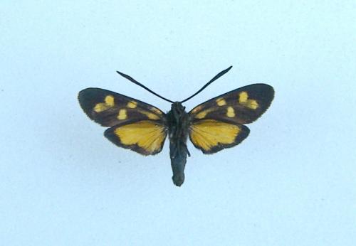 Réf. 14 348 : Zygaena transalpina