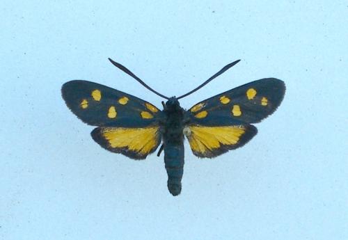 Réf. 14 347 : Zygaena transalpina