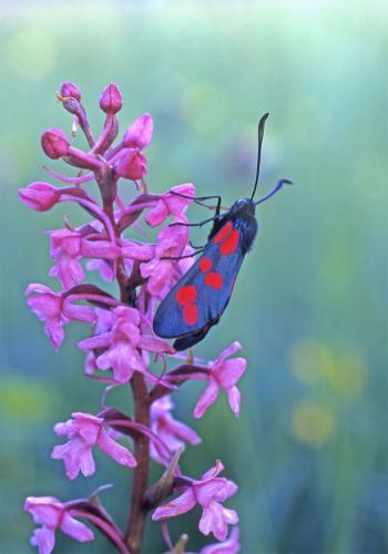 Zygaena filipendulae