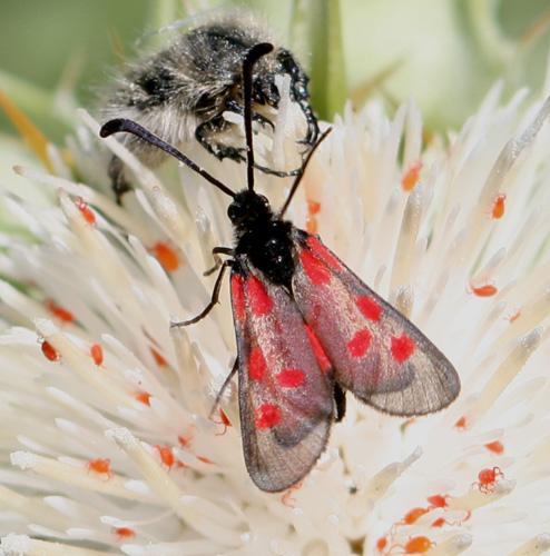 Zygaena corsica