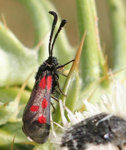 Zygaena corsica