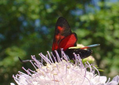 Zygaena filipendulae